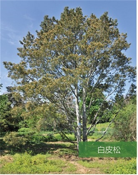 標題：名貴樹種
瀏覽次數：960
發表時間：2020-10-17